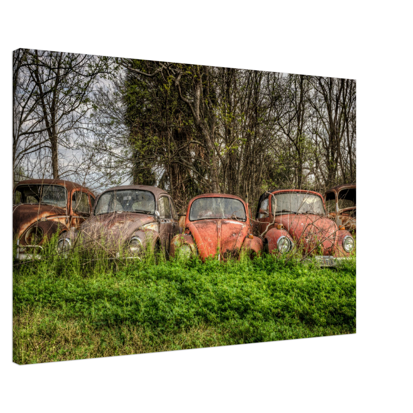 Wayne Stadler - Texas Bugs